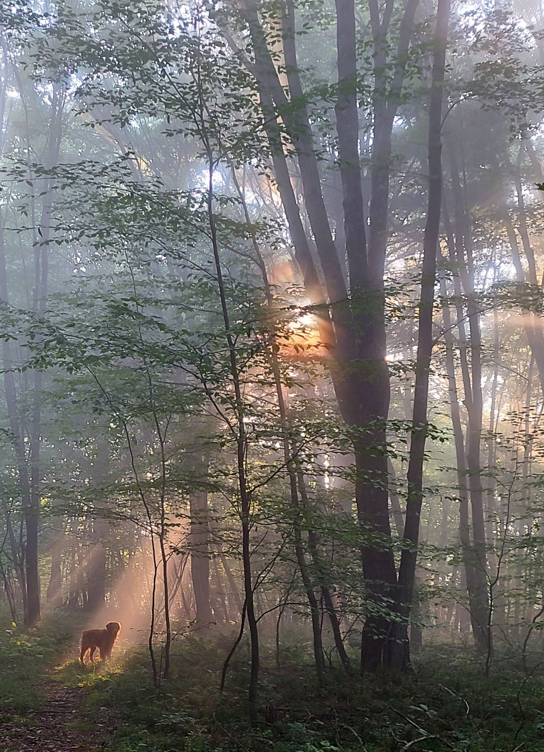 126 Farley Wright Dig in Sun in woods German Hill Forest County | Visit ...