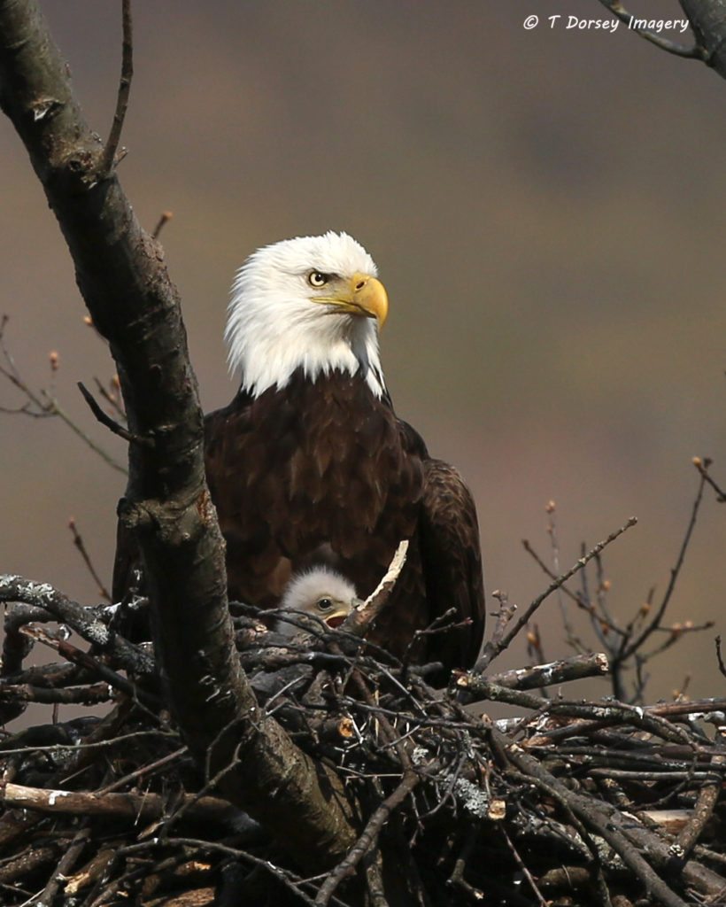 2015 May 3 Eagles 052