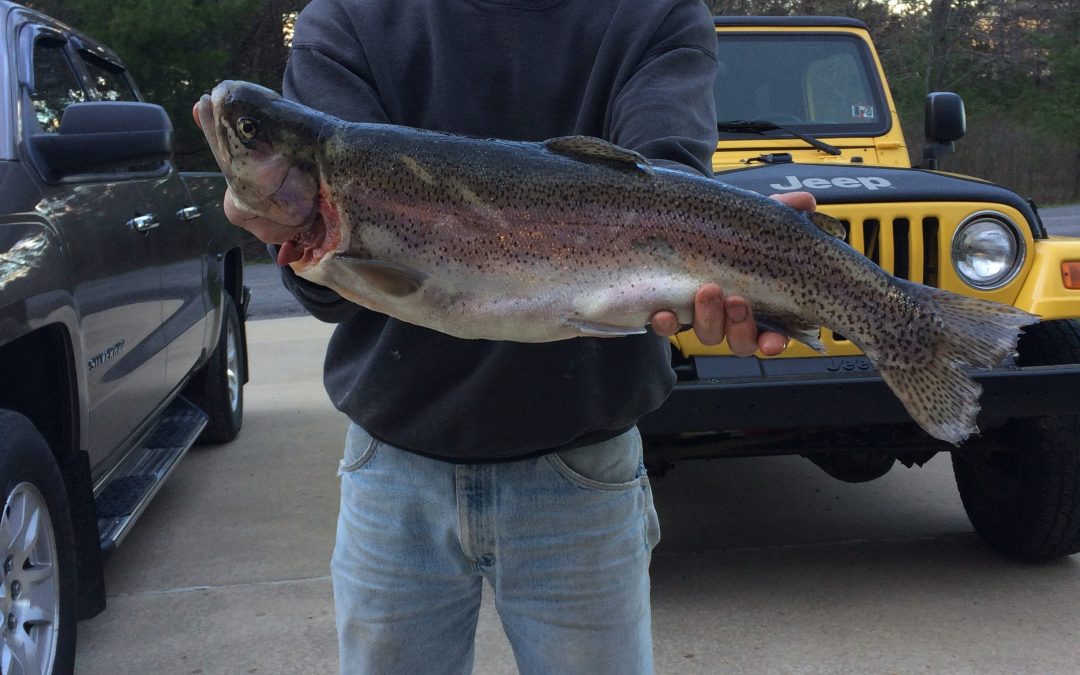 2019 027 Wilson Run Elk County 22 inch rainbow trout – John Hasselman ...