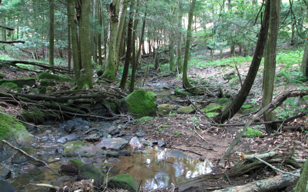 Blue Ridge Forest stream along border | Visit PA Great Outdoors