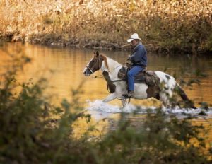 Cowboy-HorseWaterbyABStudios
