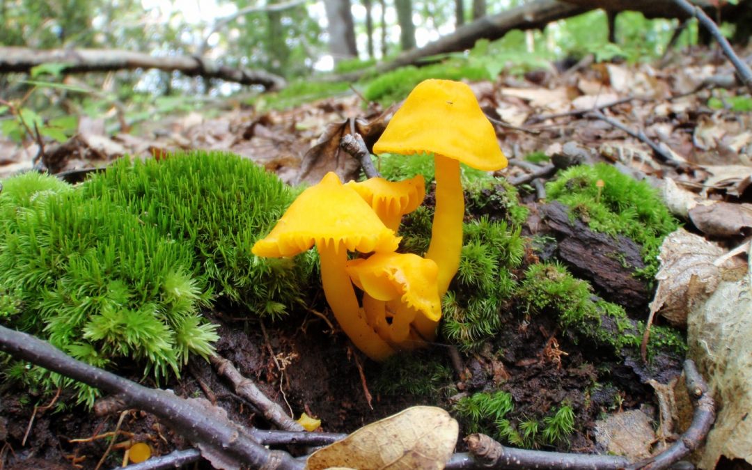 Dutch Hill Forest