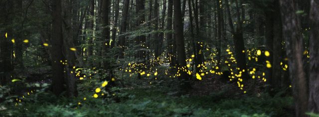 Festival of the Fireflies 