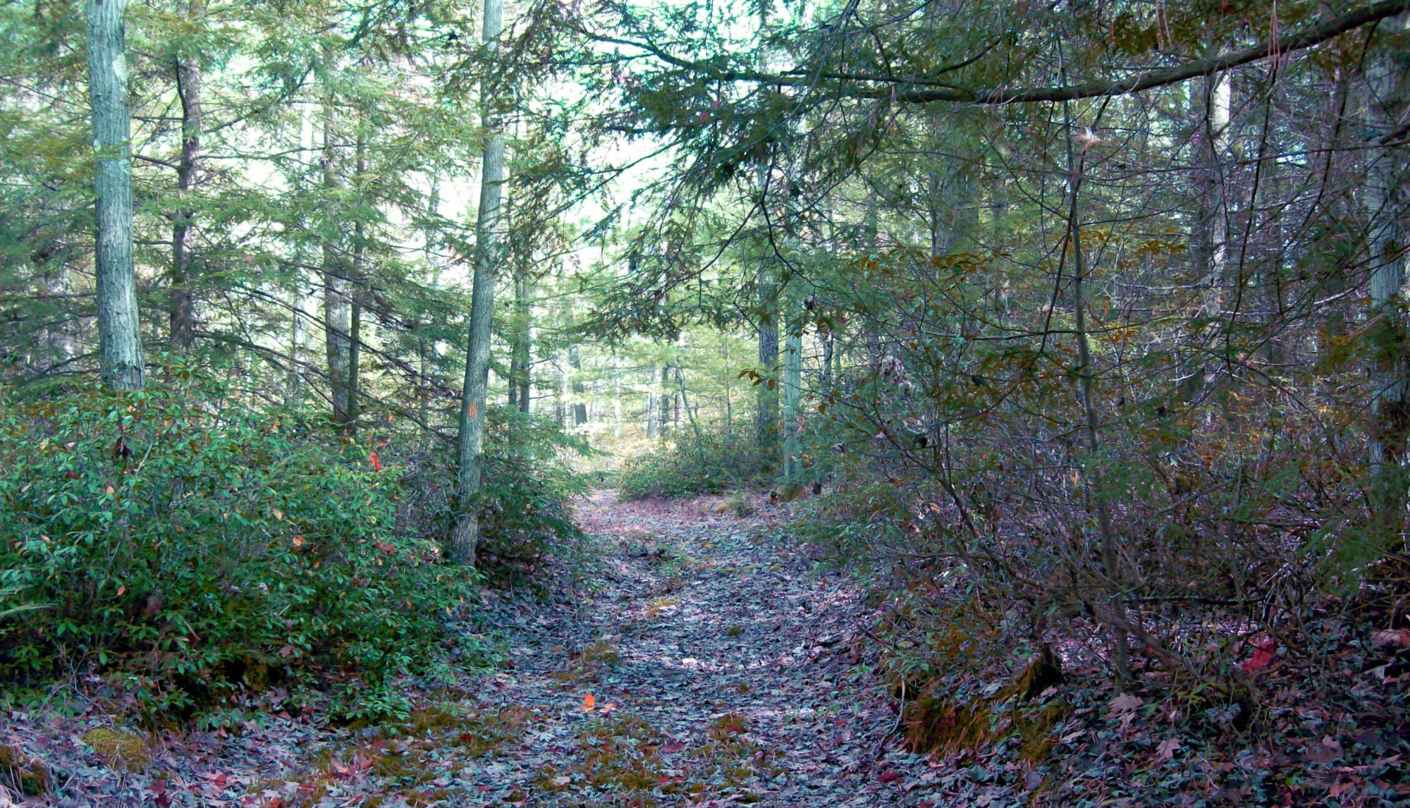 tobacco trails Tobecco Trail
