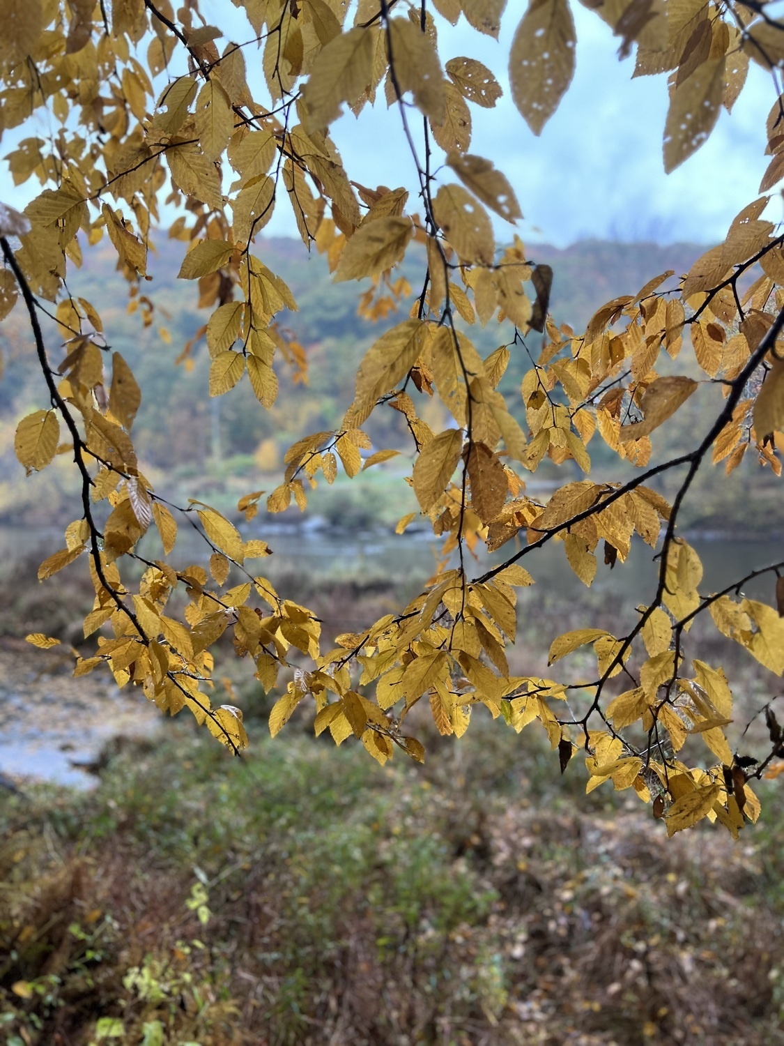 fall leaves water background | Visit PA Great Outdoors