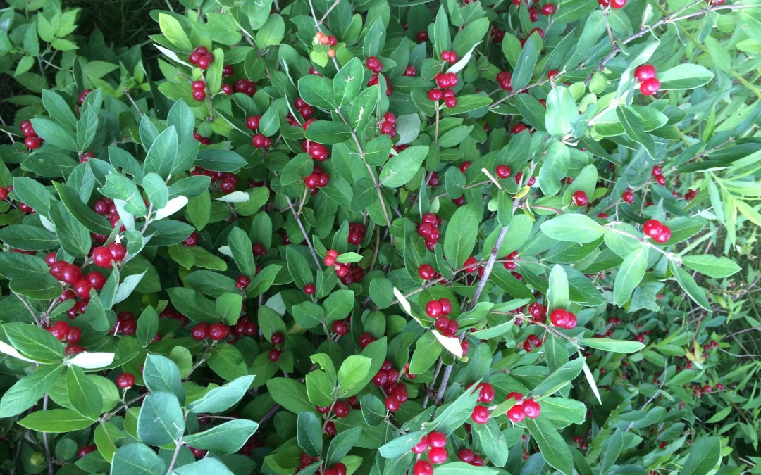 Philadelphia Invasive Trees invasive plants of pa | Visit PA Great Outdoors
