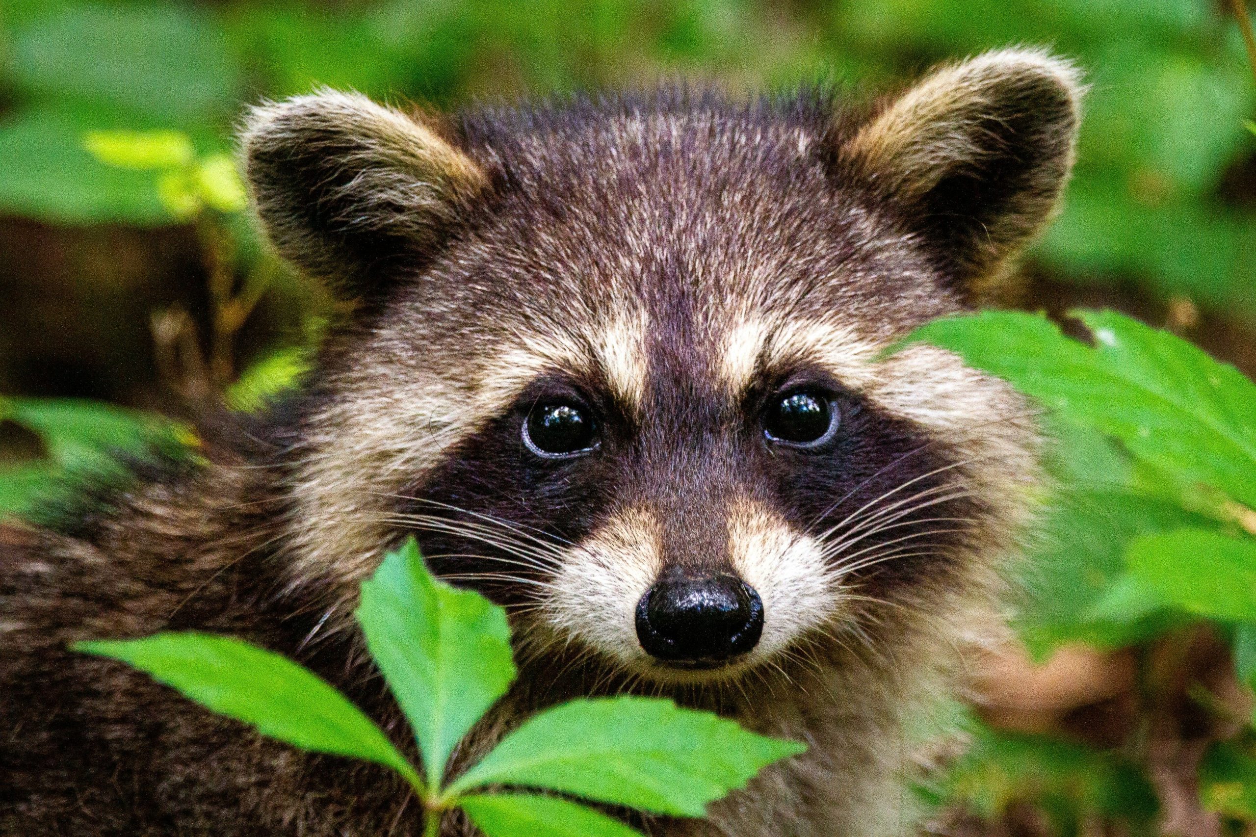 raccoon | Visit PA Great Outdoors
