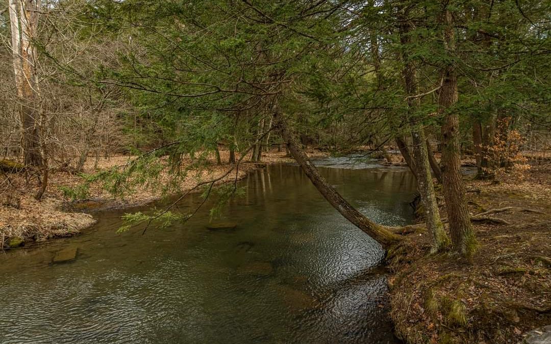 stream Pine Tree Natural Area Jeff London | Visit PA Great Outdoors